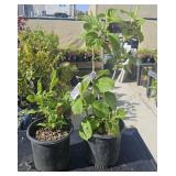 2 Lots 1ea Endless Summer Hudrangea & Misc