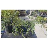 3 lots 1ea Cotoneater dammeri "Coral Beauty"