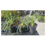 3 Lots 1 ea Hemerocallis "Happy Returns" Pernnial
