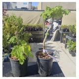 2 lots 1ea Curly Lamppost Norway Maple