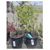 2  Mini-Blues Blueberry