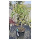 1-1 Gallon Mini-Blues Blueberry