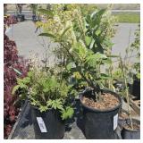 1-1 Gallon Foamflowers