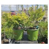 2 forever, Goldie Western red cedar