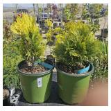 2 forever, Goldie Western red cedar