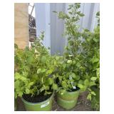 2 mark orange bushes. High Bidder Will be 2