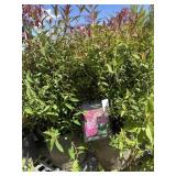 2  Neon flash Spirea