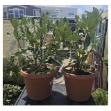 2Lots 1 ea  Nova rhododendron