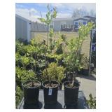 3Lots 1 ea  blueberry plants