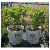 2Lots 1 ea Hydrangea