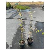 2 Goshiki Variegated Japanese Zelkova