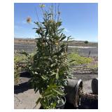 Laurel tree bush approximately 6 foot
