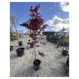 Japanese maple blood good tree approximately 6