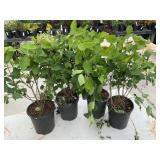 4 Miss Kim Dwarf Lilac Highest bidder $4x