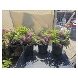 3 Herbert Azaleas 1 Gallon ea