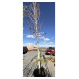 Large maple tree approximately 12 to 14 foot tall