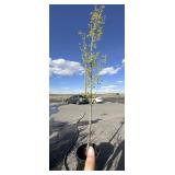 Franz Fontaine tree approximately 10 to 12 feet