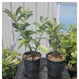 2 lots 1 ea Compact English Laurel