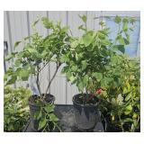 2 lots 1 ea Miss Kim Dwarf Lilac