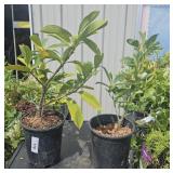 2 Lots 1ea Rhododendron