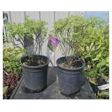 2 lots 1 ea MarmaladePotentilla