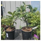 2 Lots 1ea Rhododendron