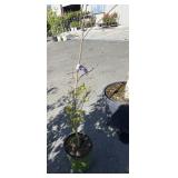 Norway, Maple, 4 foot approximately