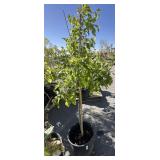 Autumn blaze pyrus tree