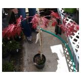 1 Japanese maple tree