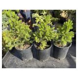 3 dwarf Alberta spruce