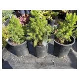 3 dwarf Alberta spruce