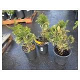 3 Baldwin Variegated Hinoki