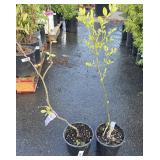 2 Fragrant Snowbells 1 Gallon