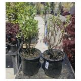 2 Mini-Blues Blueberry