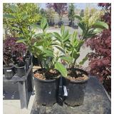 3  Cherry Laurel