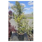 1- 1 Gallon Dwarf Burning Bush