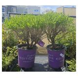 2Lots 1ea Cobalt n gold