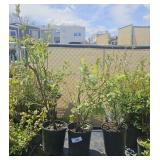 3Lots1ea Top hat blueberry