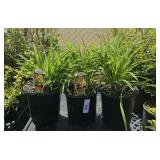 3Lots 1ea Daylilly