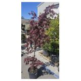 Bloodgood Japanese Maple