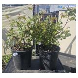 2  Rosa (BAIbox) Easy Elganc Music Box