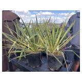 3 Bright edge yucca