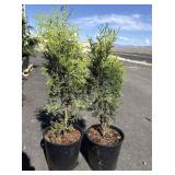 2  Thuja Skybound aRBORVITAE. Approx 2 to 3 fresh