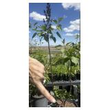 one Sarah sands lilac