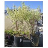 2 Ivory Halo DogwoodHighest Bidder $2x