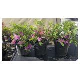 3 Herbert Azaleas 1 Gallon ea Highest