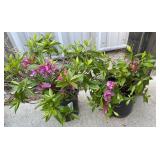 2 Herbert Azaleas 1 Gallon ea Highest