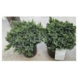 2 Blue Star Juniper 1 Gallon ea
