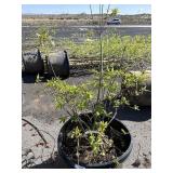 July Jester  Rododendron. Approximately 4 foot