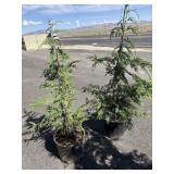 2     4 to 6 ft  ARBORVITAE